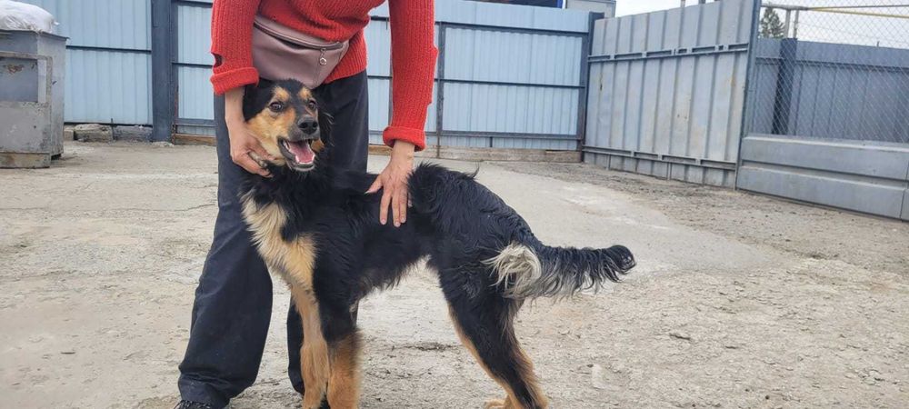 В добрые руки пристраивается пес помесь с Тазы