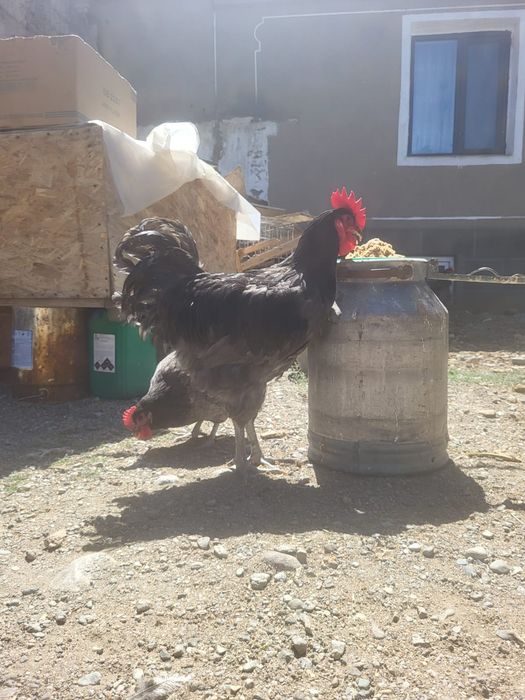 Продам курицу Джерсийский гигант