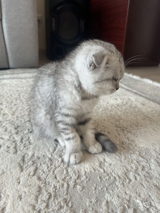 Котенок ( девочка)