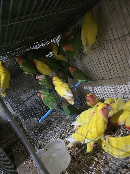 Неразлучники неразлучники