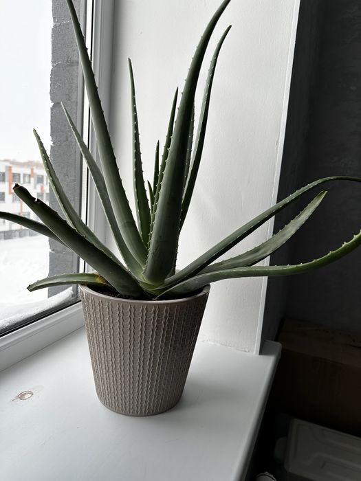 Цветы комнатные