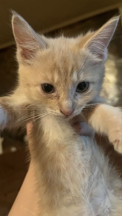 котята Тайского кота