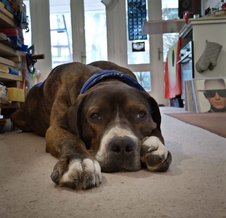 Зоро си търси дом