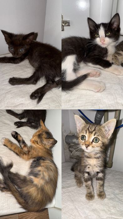 Котята срочно ищут дом