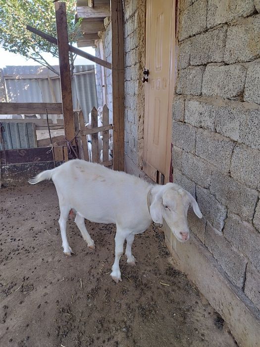 Ешкілер сатылады лақтары мен