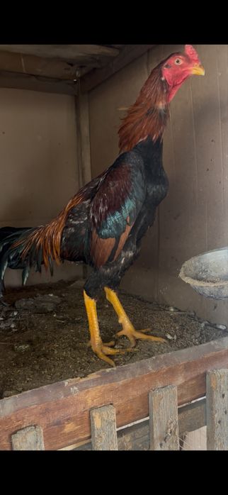 Сатылат шоже кораздар