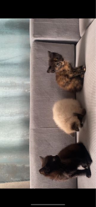 Отдам котят в добрые руки