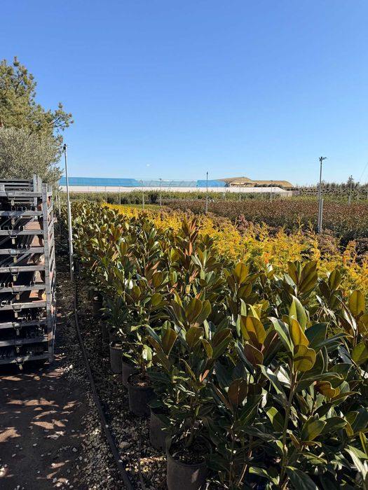 Plante pentru Curți și Grădini cu Aspect Natural