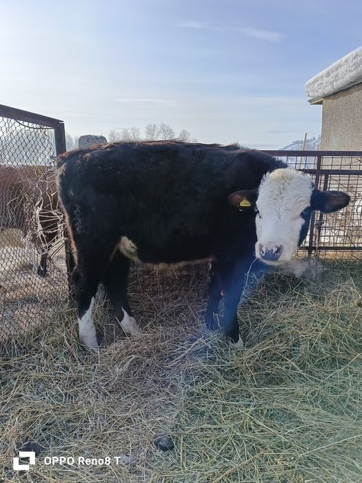 Продам хороших телят три головы