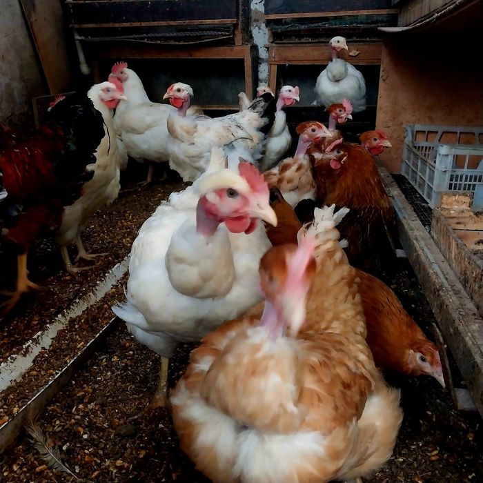 Продам домашних суточных цыплят