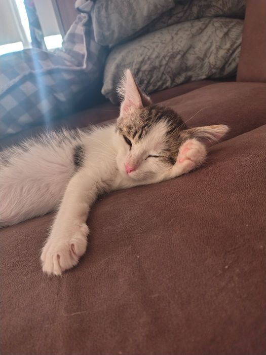 Котёнок в добрые руки