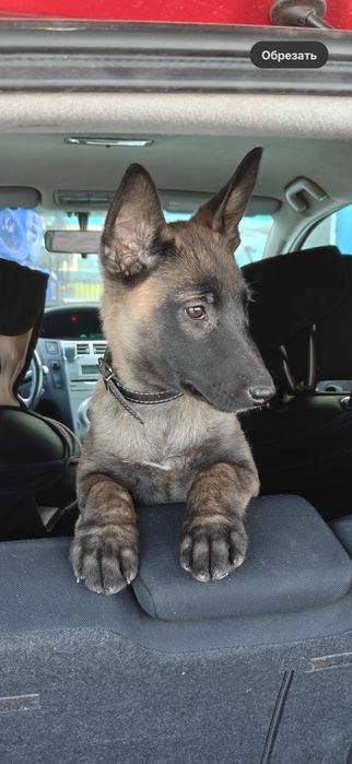 Бельгийская овчарка Малинуа