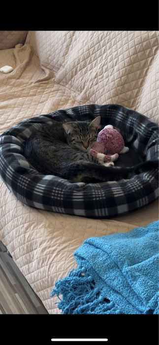 Подарявам мъжка ваксинирана котка