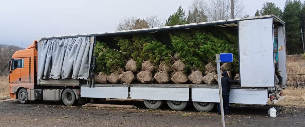 Пересадка выкопка посадка