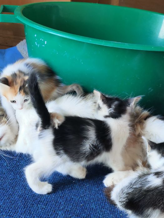 Отдаем котят в добрые руки