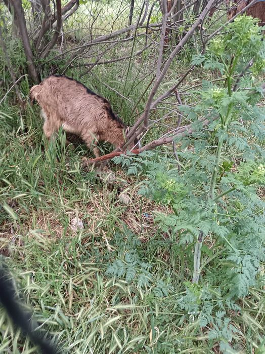 Vând tap 6 luni și jumătate