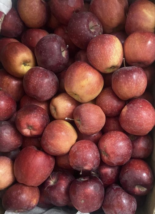 Талгарские яблоки