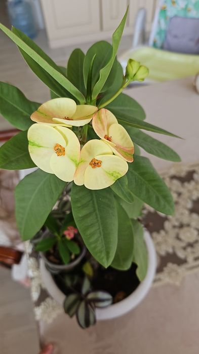 Фикус и другие цветы