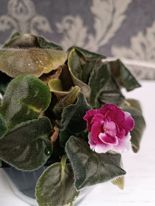 Продам Фиалки в ассортименте