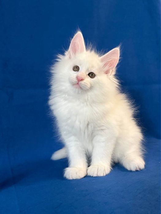 Maine coon puiut pedigree