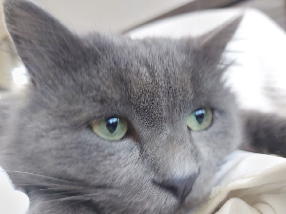 Пропал кот по кличке "Деймон"