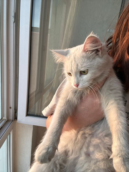 Отдам котенка в добрые руки