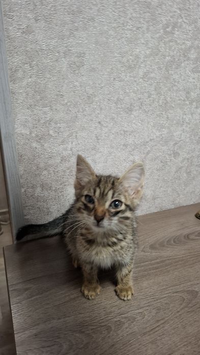 отдам котёнка даром