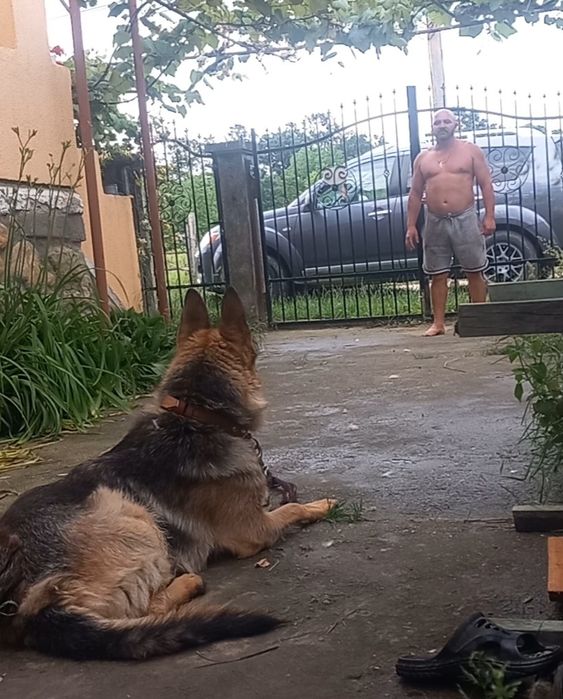 Dresaj canin de calitate si PENSIUNE CANINA