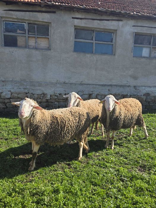 Продавам кочове Лакон