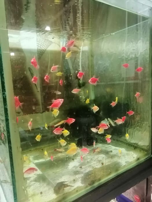 Декоративни рибки