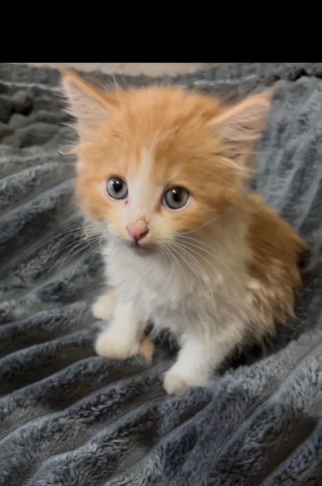 Маленький котенок