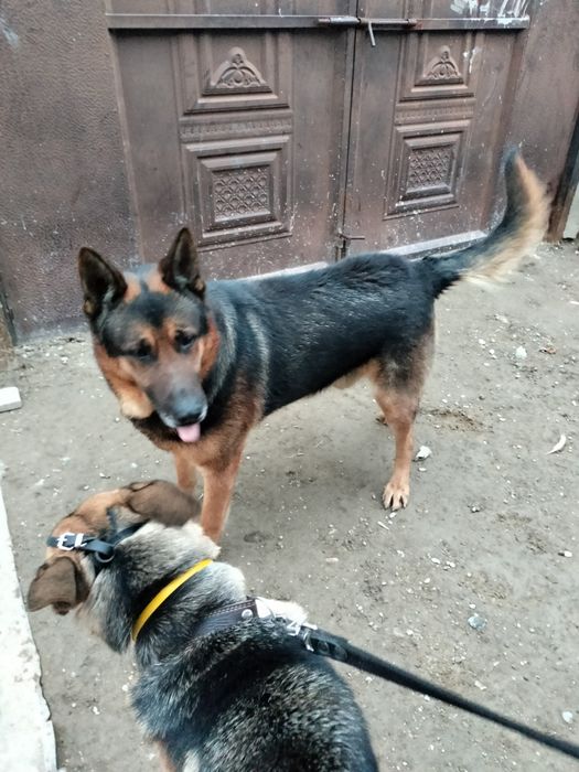 Щенки восточно европейской овчарки