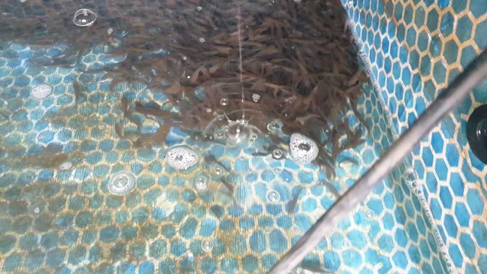 Oferim crap ten fitofag sturion lin crap japonez