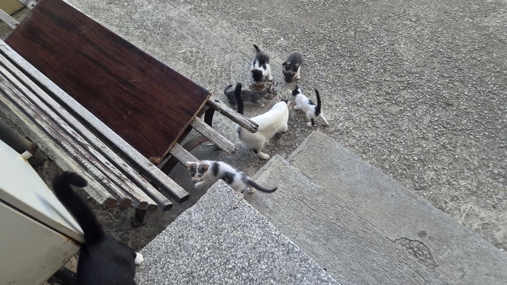Безплатно котета