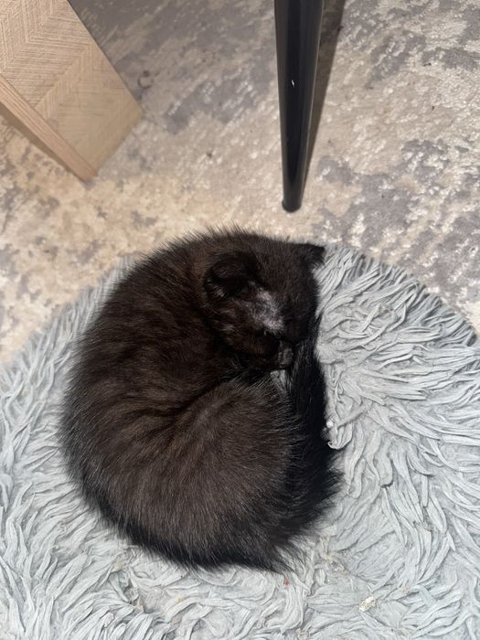 Котенок мальчик продаю
