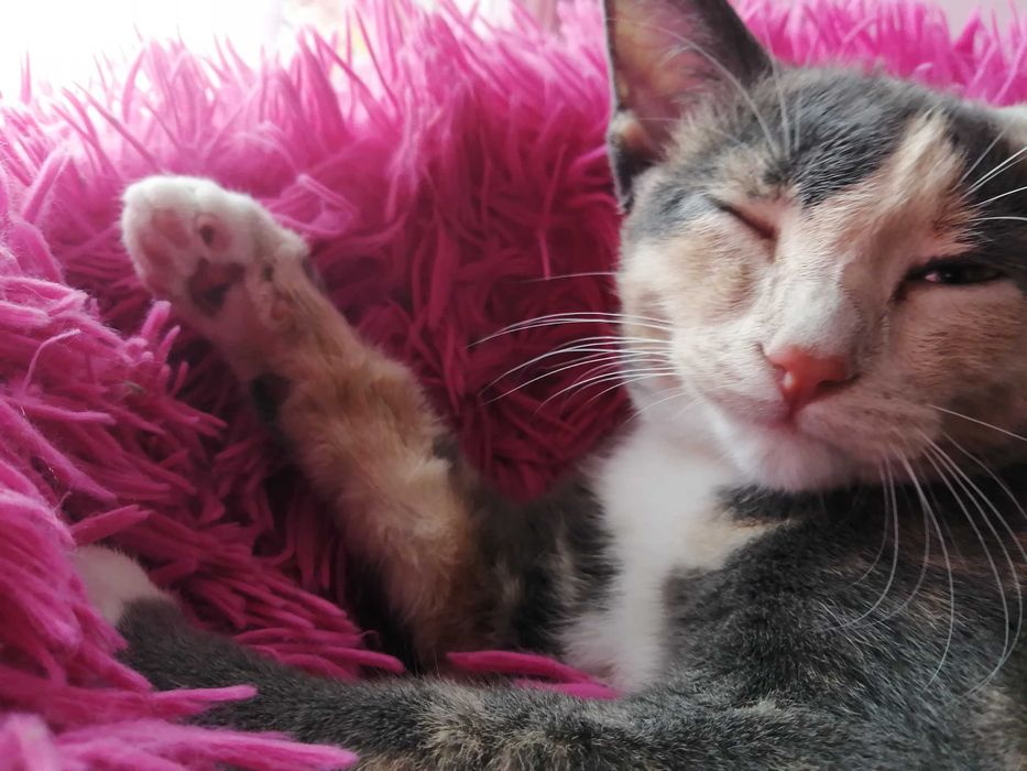 Анатолийские кошки