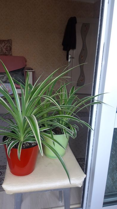 Хлорофитумы цветы шикарные!