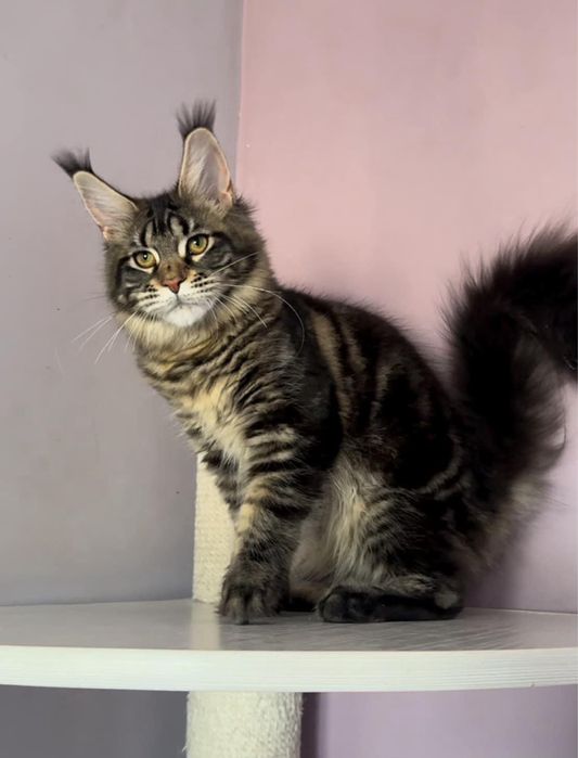 Maine coon superb