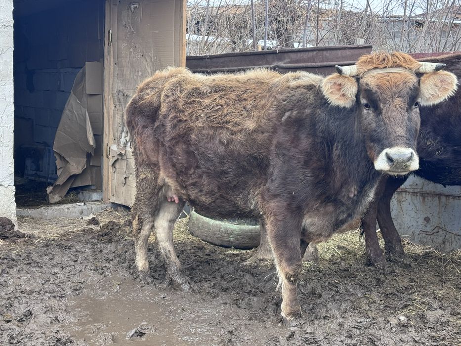 Алатау сиыр сатылады