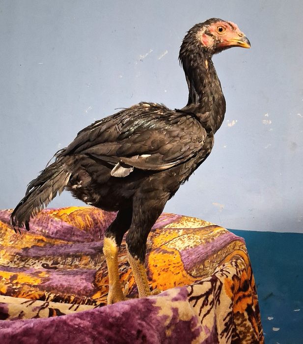 Продам цыплят бойцовые