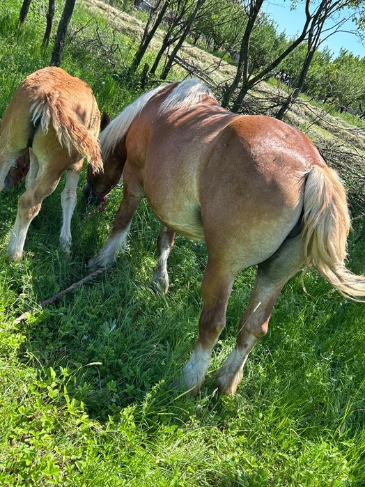 Vând iapă cu mânză de 2 luni mai multe detalii în privat
