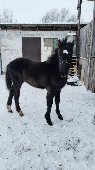 Жабағы еркек   ыюыж