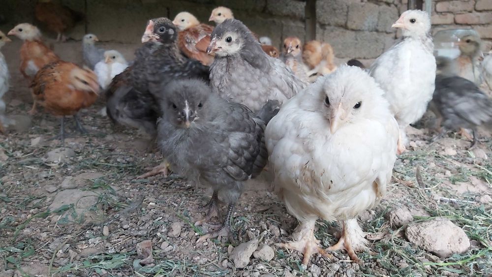 Продаются циплята месячные и двухнедельные.