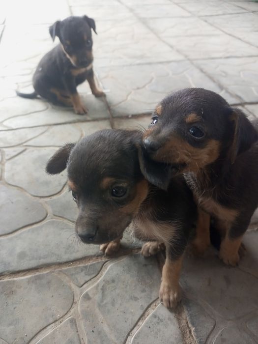 Продам щенят той терьера