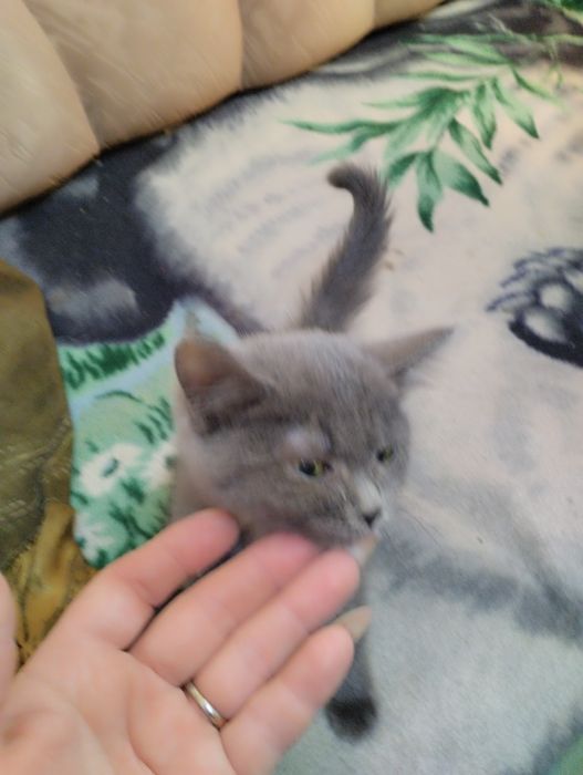 Отдам котят бесплатно