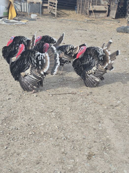 Vand curcani de tara.