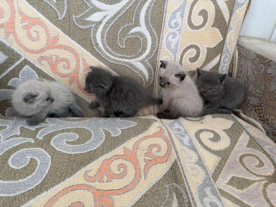 Шотландская котята вислоухие