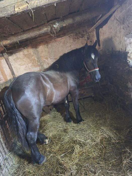 De vânzare sau Schimb Manz de 1 an din tata Percheron