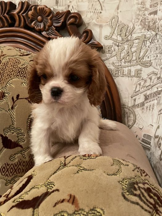 Кавалер кинг чарльз спаниель