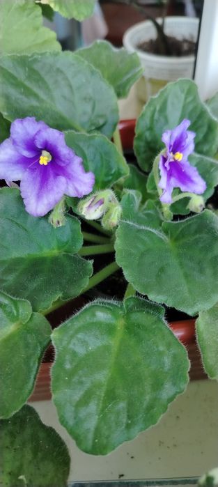 Продам сортовые цветущие фиалки